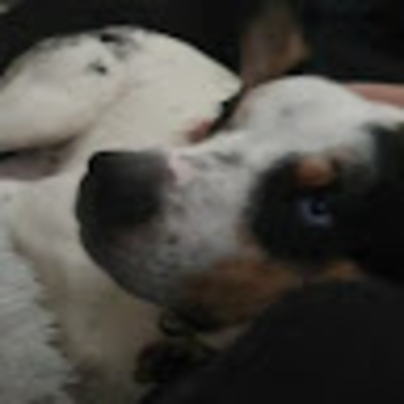 Meet your Posher, Sydney - Picture 1 of 1